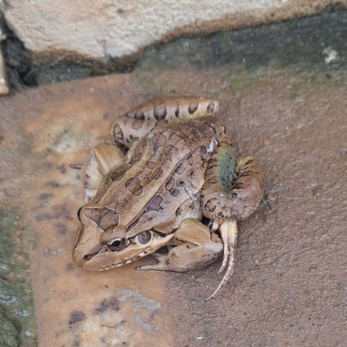 Criolla Frog
