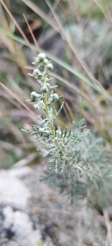 Artemisia pontica, photograph 3