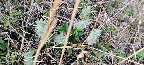 Artemisia pontica, photograph 4