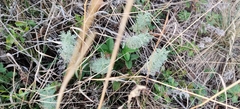 Artemisia pontica, photograph (c) Ondřej Křivan, some rights reserved (CC BY)