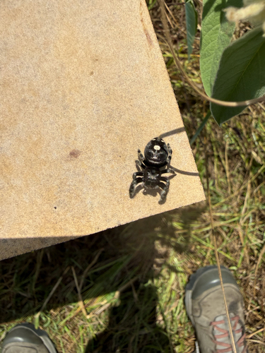 Bold Jumping Spider