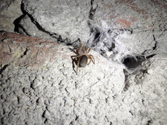 Filistata insidiatrix