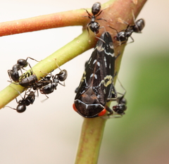 Eurymeloides punctata