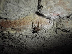 Filistata insidiatrix