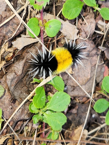 Spotted Tussock Moth