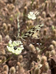 Nemoptera sinuata