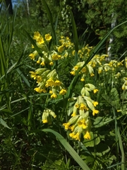 Primula veris
