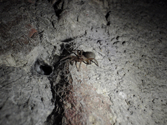 Filistata insidiatrix