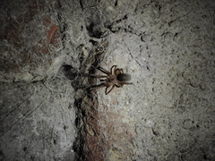 Filistata insidiatrix