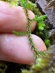 Selaginella oregana, photograph (c) Kieran Hanrahan, some rights reserved (CC BY)
