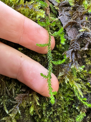 Selaginella oregana