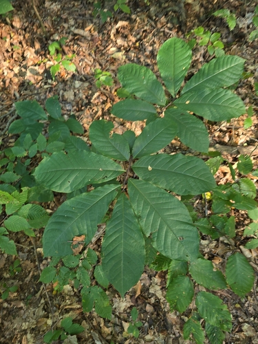 common pawpaw