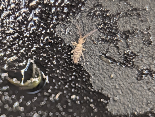 Cosmopolitan Springtail