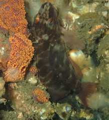 Hypoplectrodes jamesoni