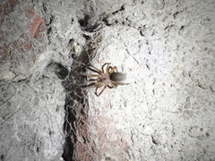 Filistata insidiatrix