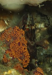 Hypoplectrodes jamesoni