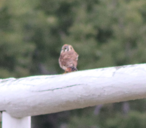 American Kestrel