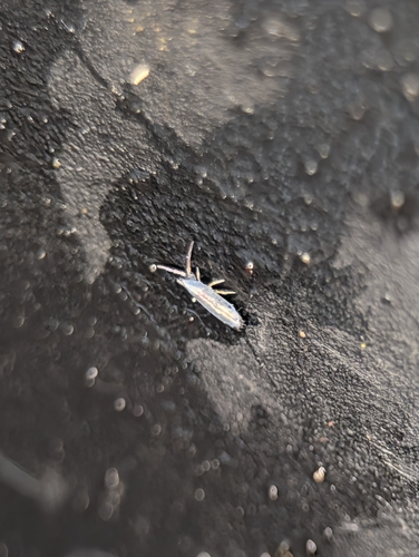 Lepidocyrtus paradoxus