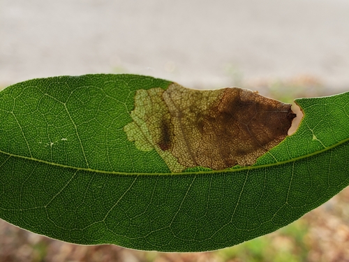 Basswood Leafminer photo 5