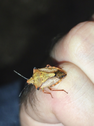 Red Shield Bug