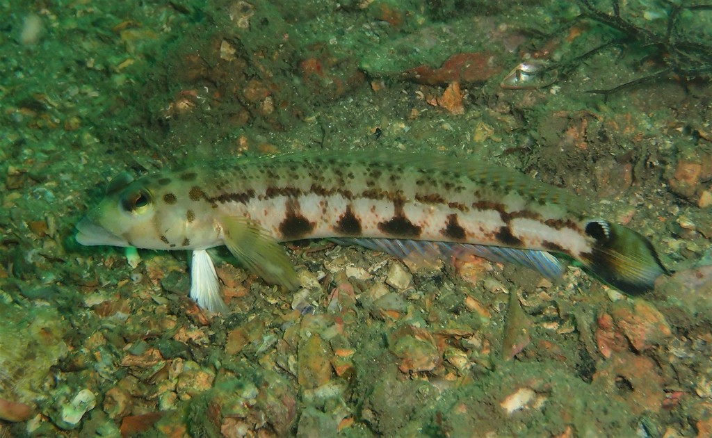 Spotted Grubfish (Fishes of Chowder Bay, Sydney, Australia) · iNaturalist