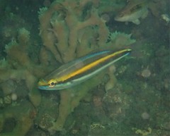 Pentapodus paradiseus