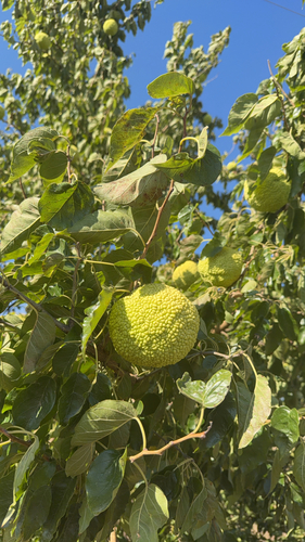 Osage-orange