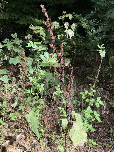 Rumex sanguineus, photograph 1
