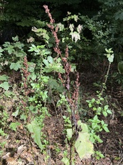 Rumex sanguineus, photograph (c) Tony KM, some rights reserved (CC BY)