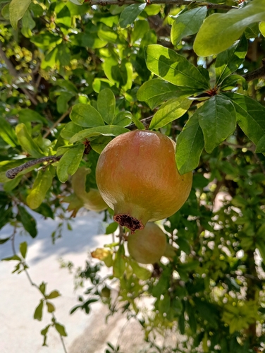 pomegranate