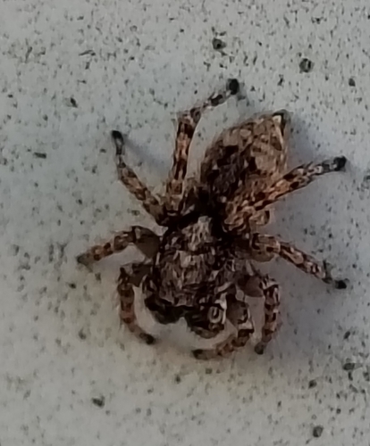 Asiatic Wall Jumping Spider