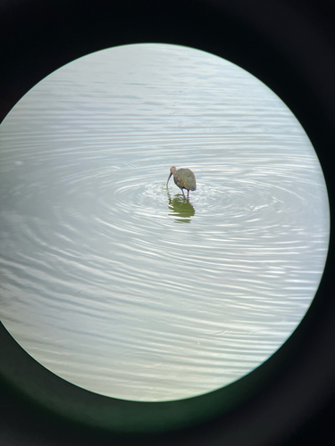 iNaturalist observation photo of White-faced Ibis