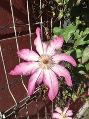Clematis