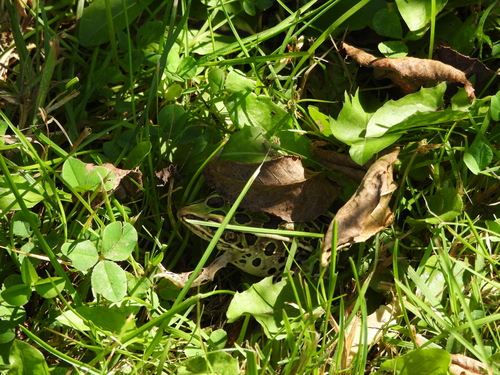 Northern Leopard Frog
