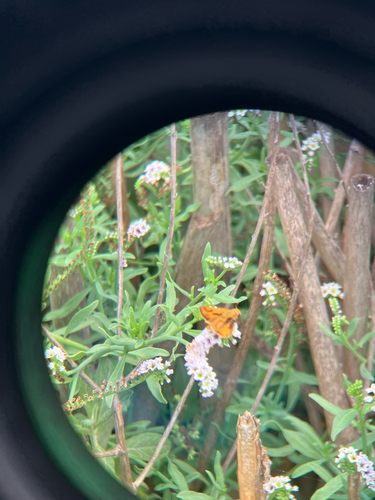 iNaturalist observation photo of Fiery Skipper