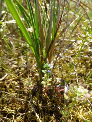 Veronica arvensis