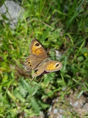 Lasiommata