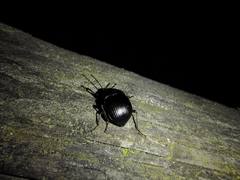 Accanthopus velikensis