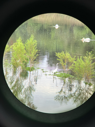 iNaturalist observation photo of Great Egret