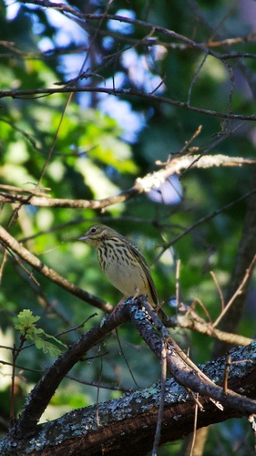 Tree Pipit