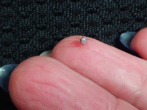 American Dewdrop Spider