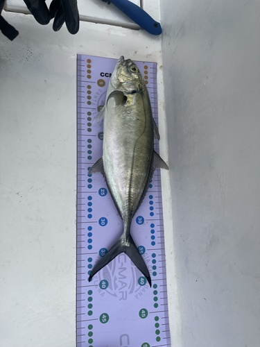 Caranx caballus observed 2026-09-05