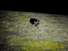 Accanthopus velikensis