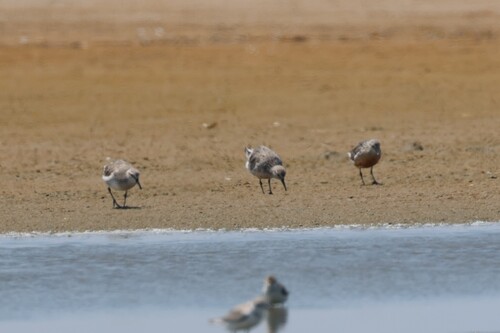 iNaturalist image