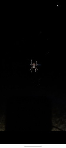 Angular Orbweaver Spider