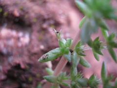 Crassula colligata