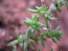Crassula colligata
