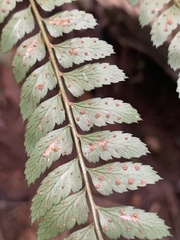 Polystichum pungens
