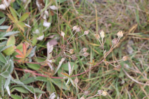 Potentilla pulcherrima, photograph 6