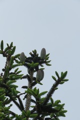 Abies pinsapo pinsapo